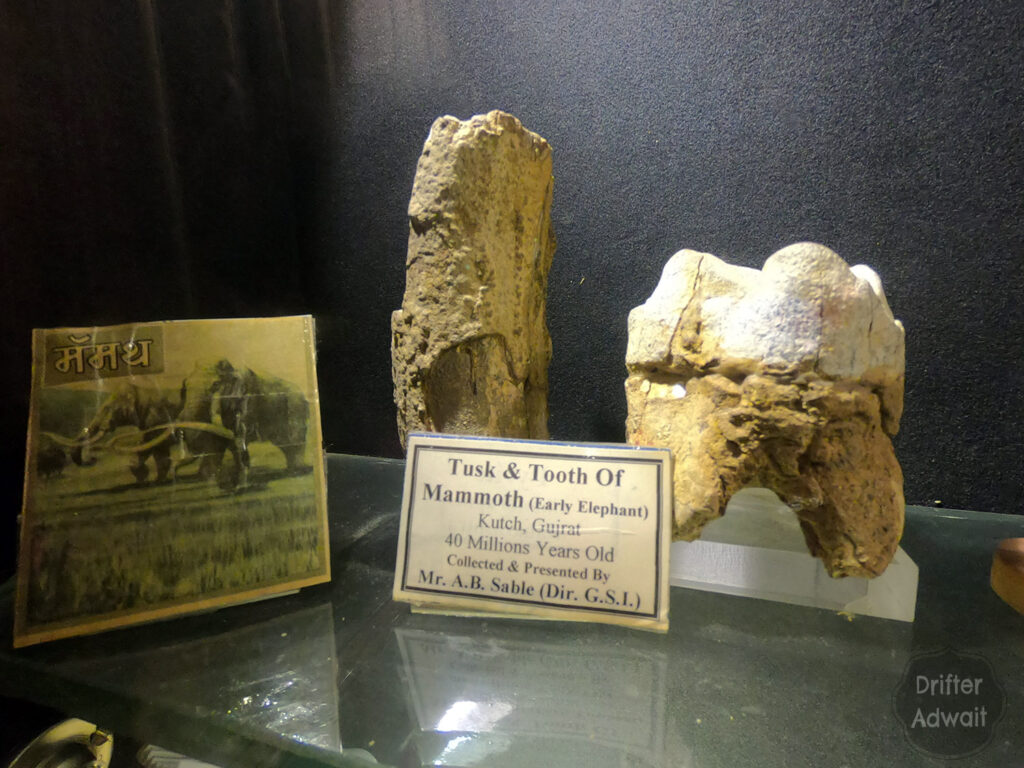 Mammoth Tooth